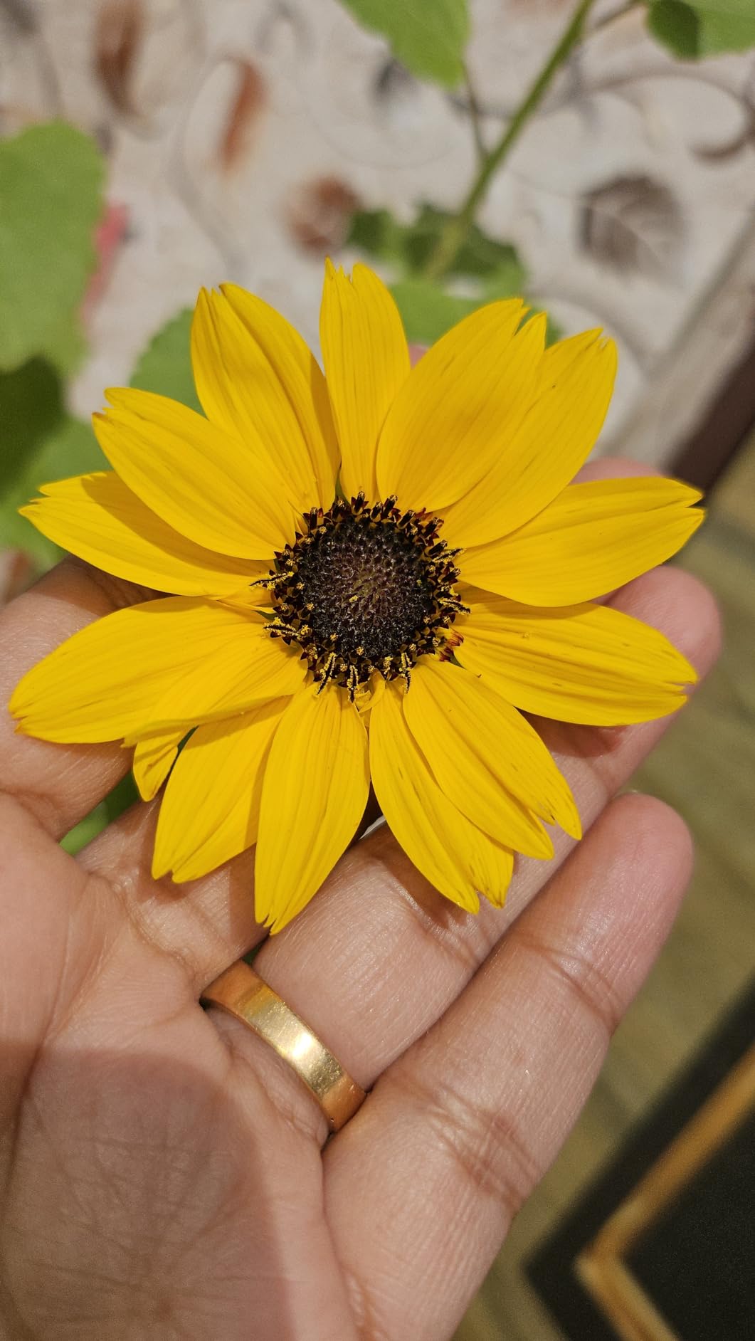 Elegant Climbing Rose Flower Seeds 🌹