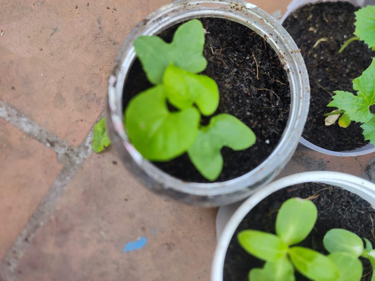 Elegant Climbing Rose Flower Seeds 🌹