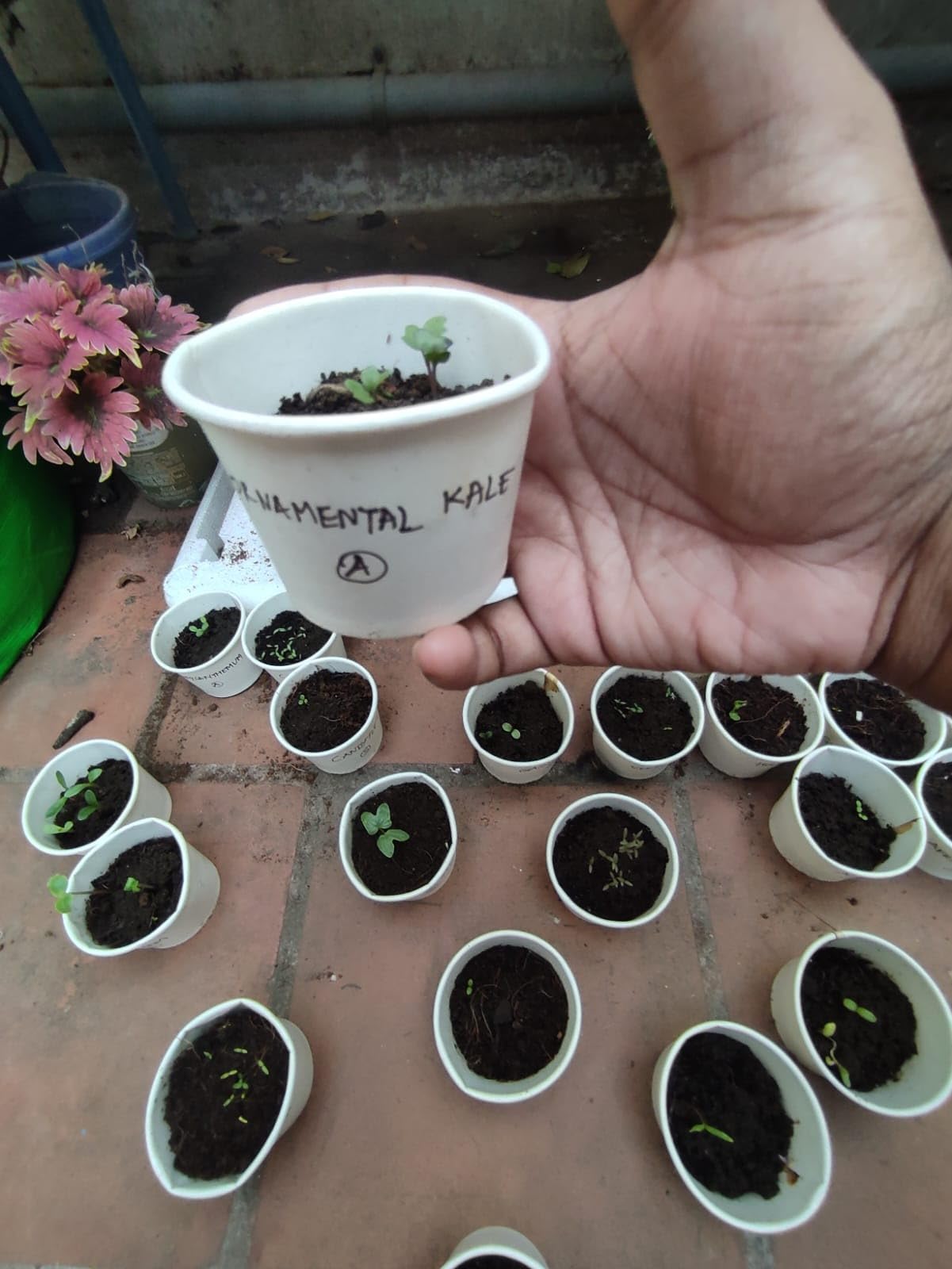 Elegant Climbing Rose Flower Seeds 🌹