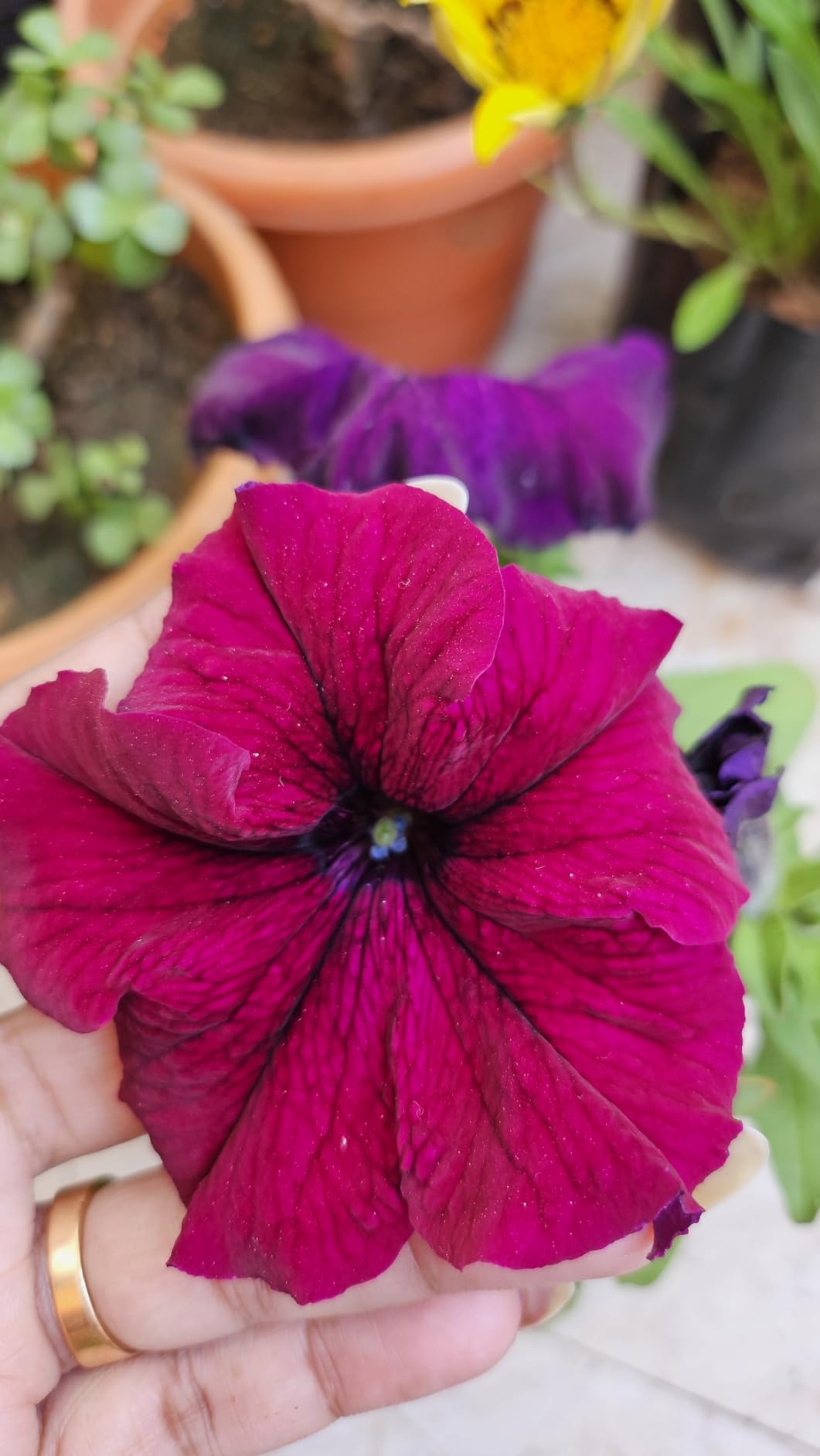 Elegant Climbing Rose Flower Seeds 🌹