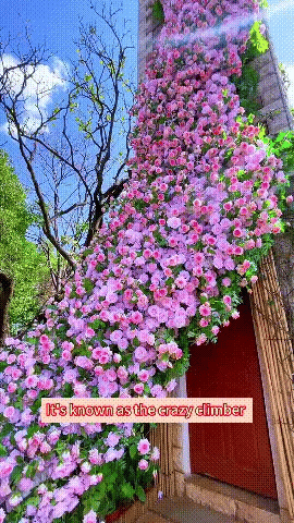 Elegant Climbing Rose Flower Seeds 🌹