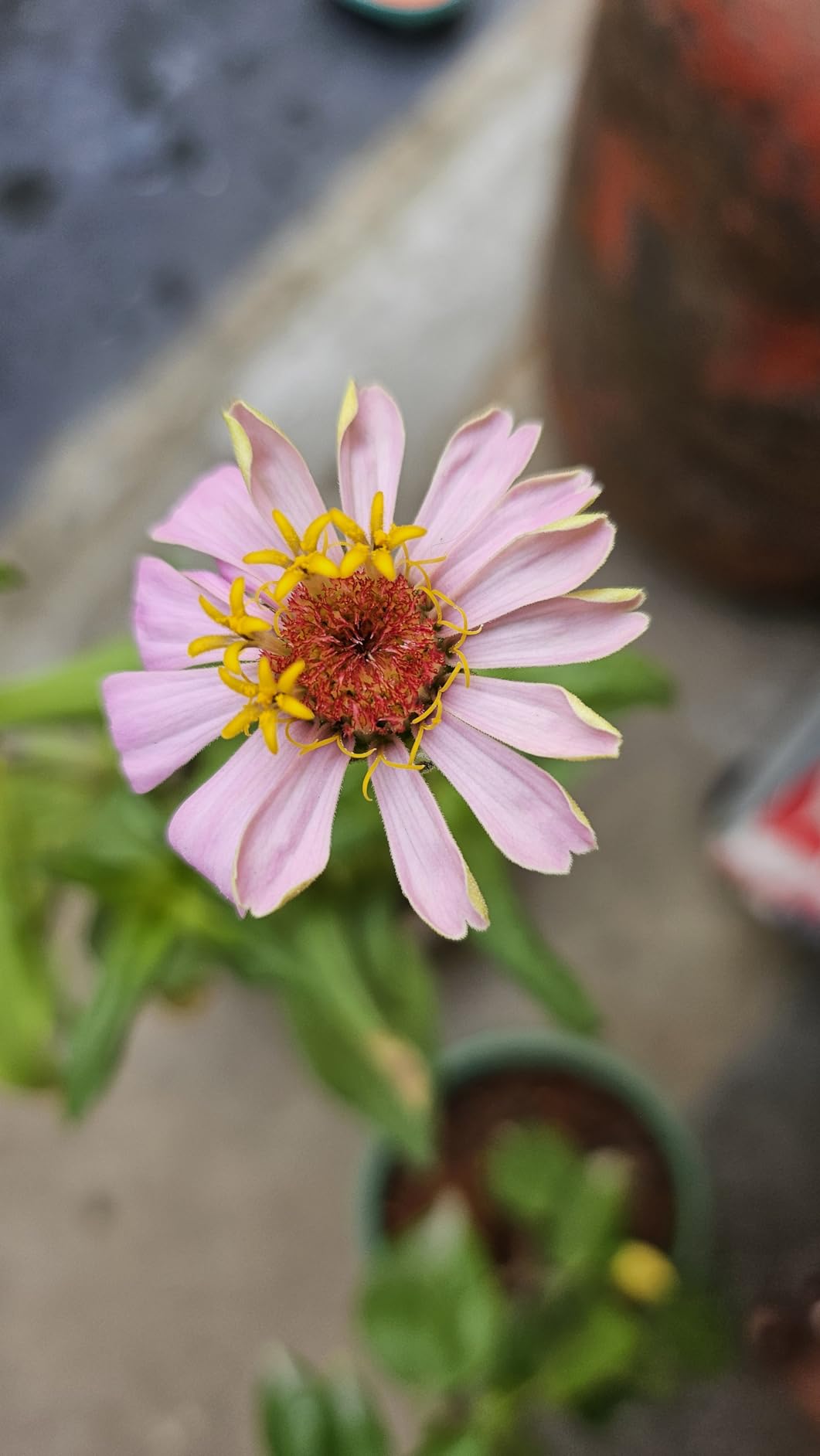Elegant Climbing Rose Flower Seeds 🌹