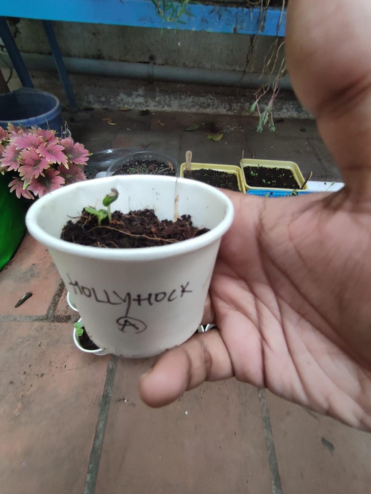 Elegant Climbing Rose Flower Seeds 🌹